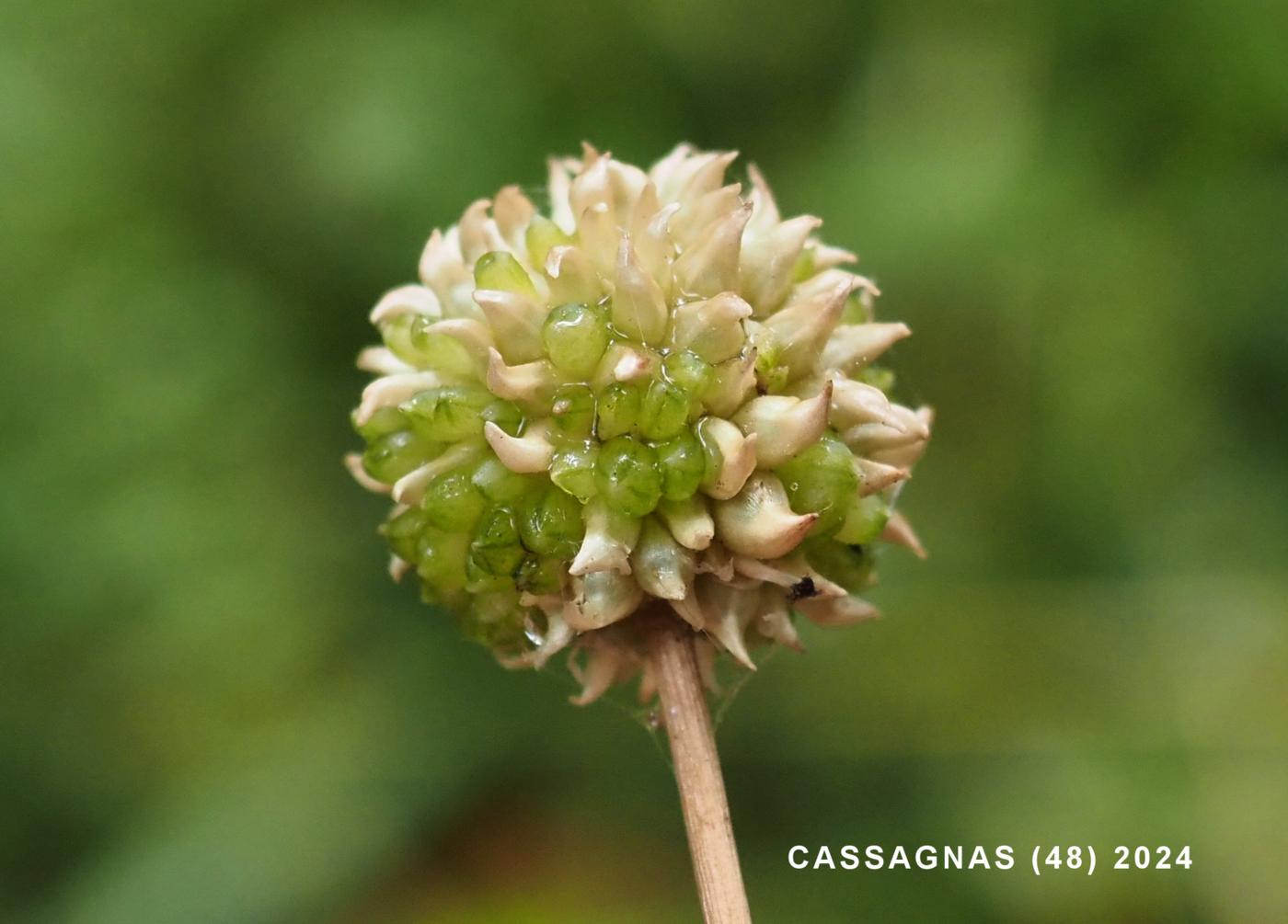 Garlic, Crow fruit